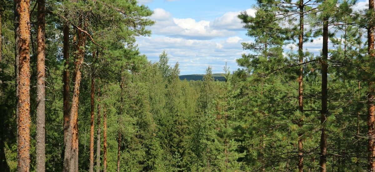 a forest filled with lots of tall pine trees