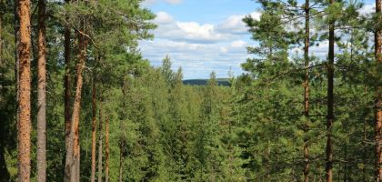 a forest filled with lots of tall pine trees