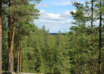 a forest filled with lots of tall pine trees